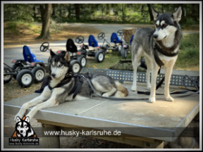 Husky Kindergeburtstag mit Husky Karlsruhe im Oberwald