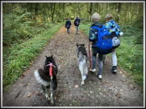 Husky Wanderung mit Husky Karlsruhe im Oberwald