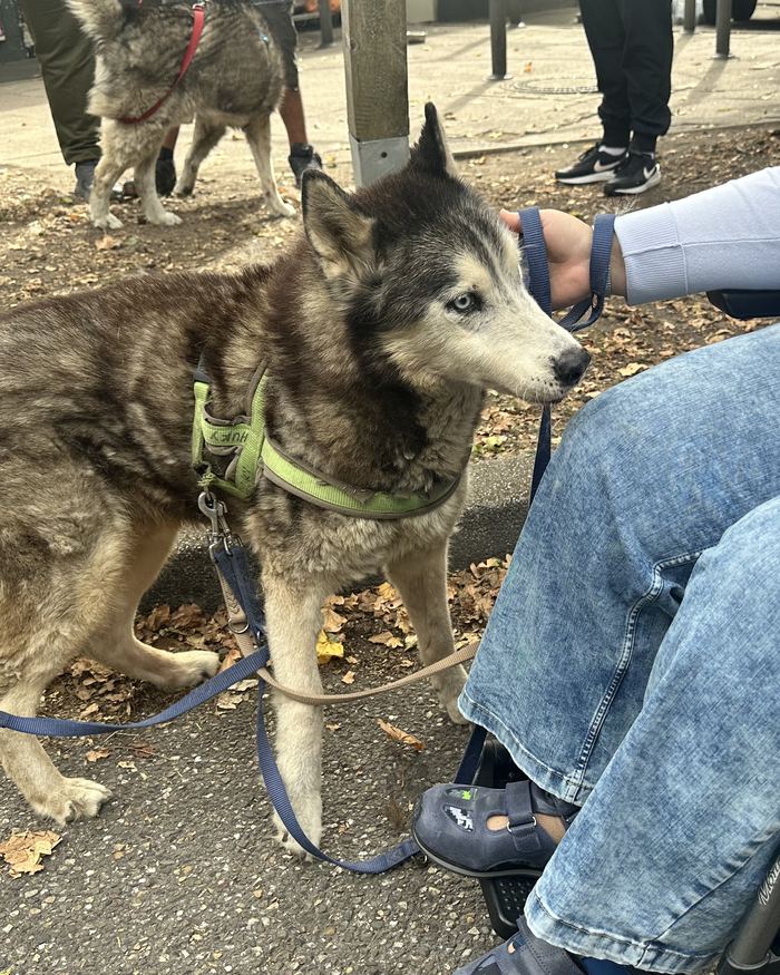 Ein Husky lässt sich von einer Frau im Rollstuhl streicheln