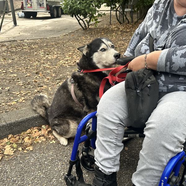 Ein Husky sitzt ganz nah neben einem Rollstuhl