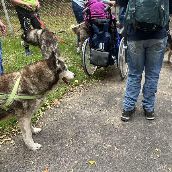 Eine Gruppe mit Rollstühlen und Huskys unterwegs