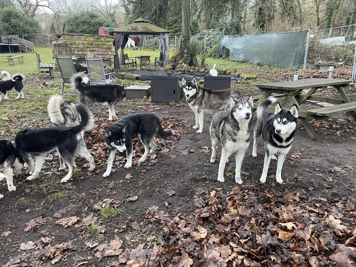 Unser Husky-Rudel im Garten