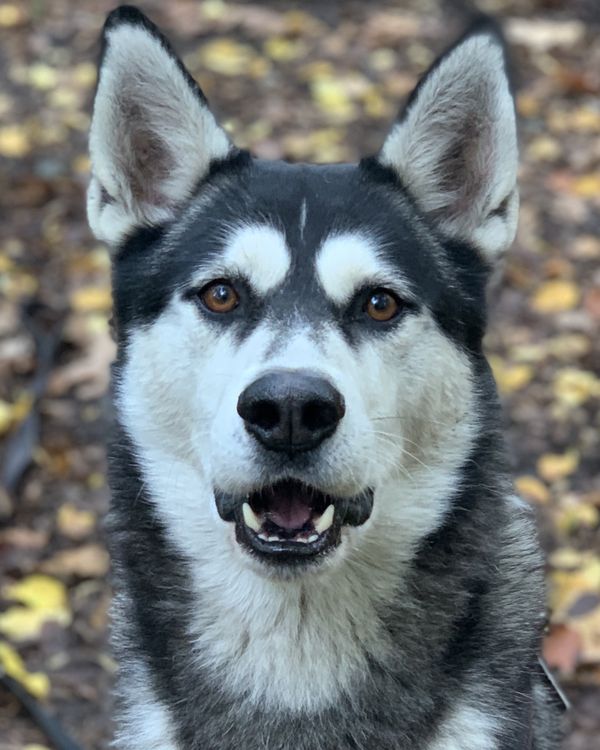 Sky, unser Alpha-Husky
